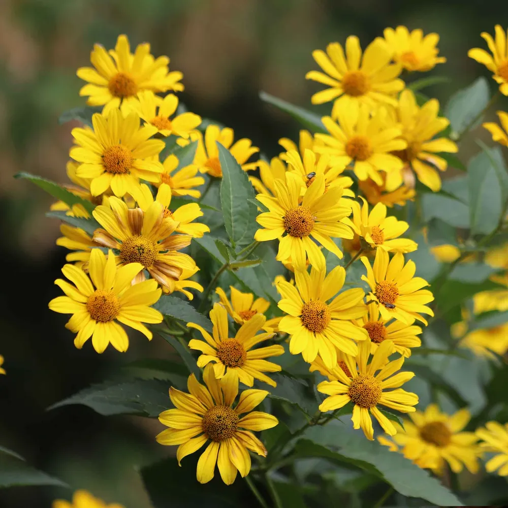 VEGSOW Ox Eye Sunflower Seeds - Heirloom Flower Seeds for Garden Planting