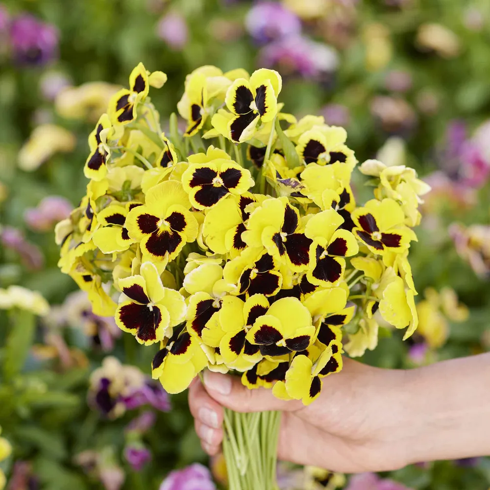 VEGSOW Swiss Giants Rhinegold Pansy Seeds - Large Yellow Flowering Variety