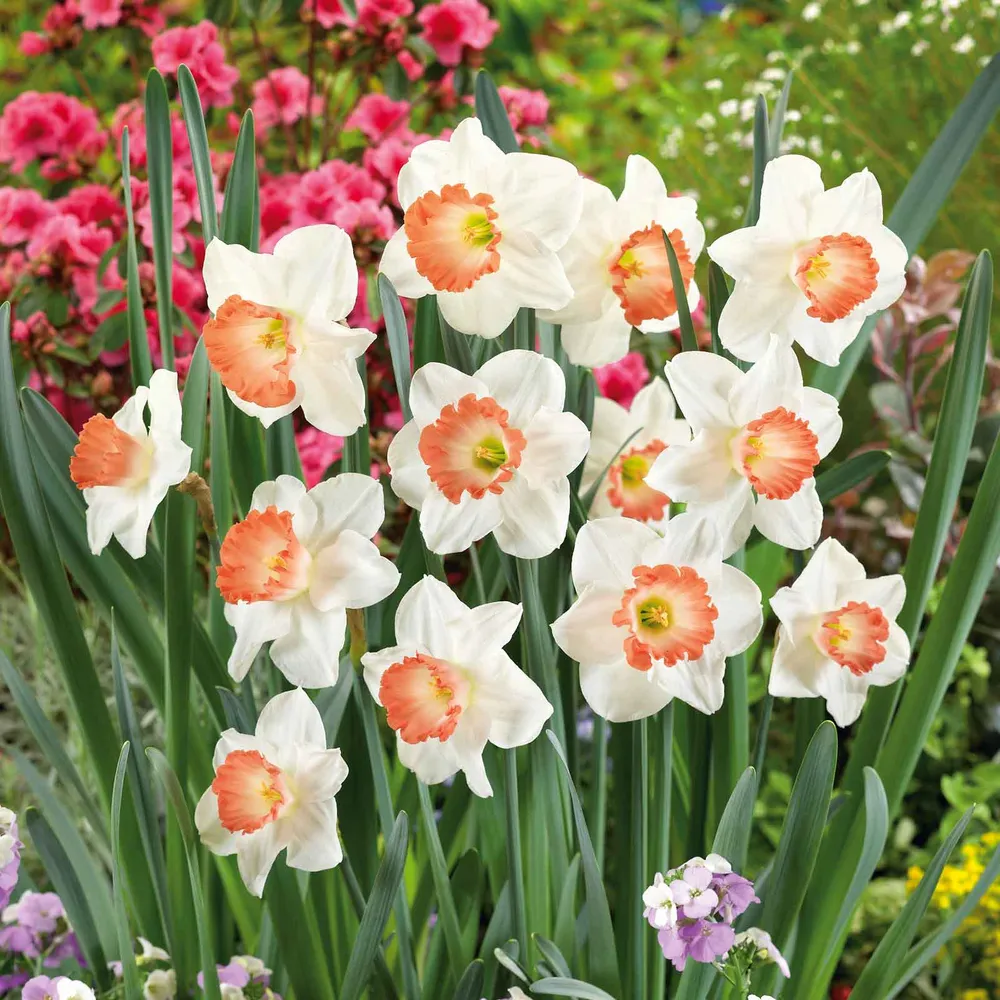 VEGSOW Pink Charm Daffodil Bulbs - Spring Flowering Perennial Narcissus