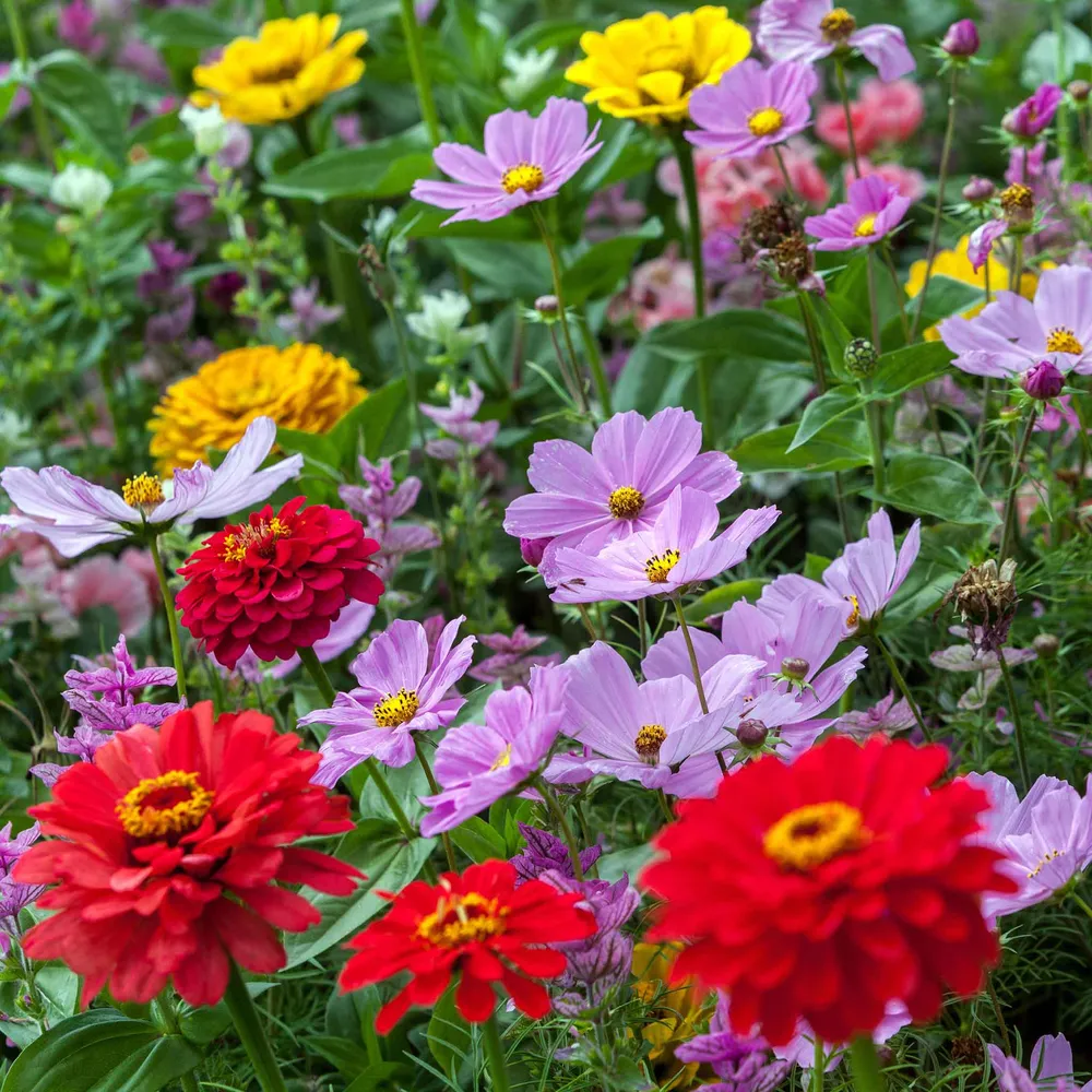 VEGSOW Zinnia & Cosmos Flower Seed Mix - Annual Pollinator Garden Seeds