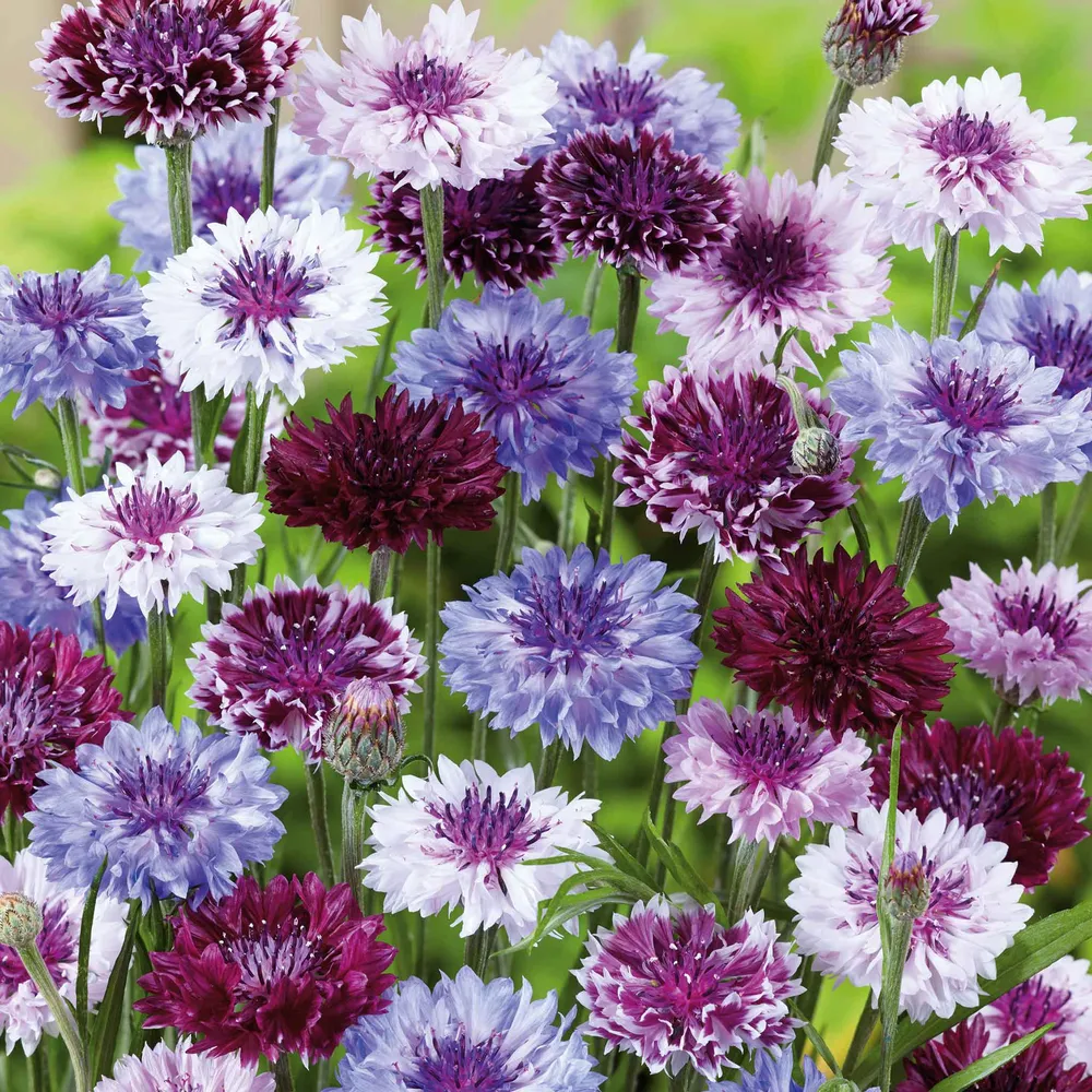 VEGSOW Cornflower / Bachelor Button Seeds - Classic Magic