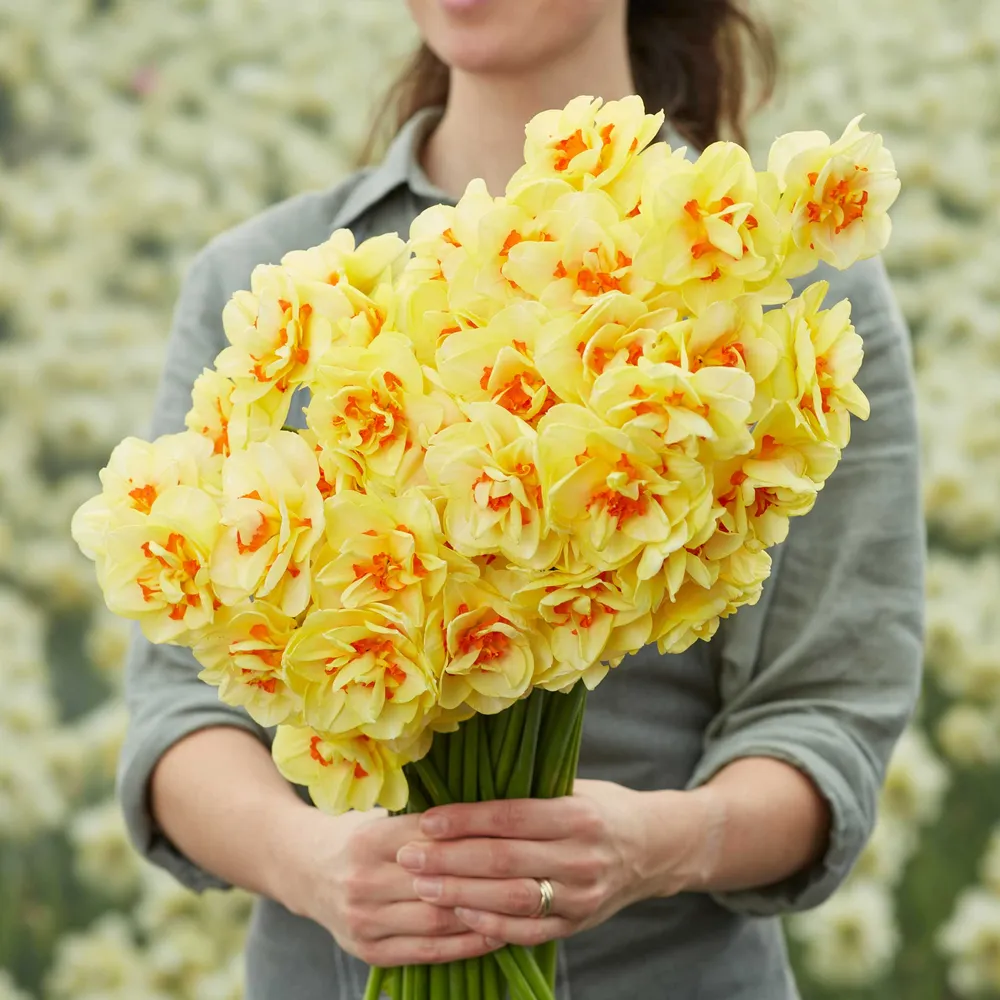 VEGSOW Tahiti Double Daffodil Bulbs - Spring Flowering Narcissus