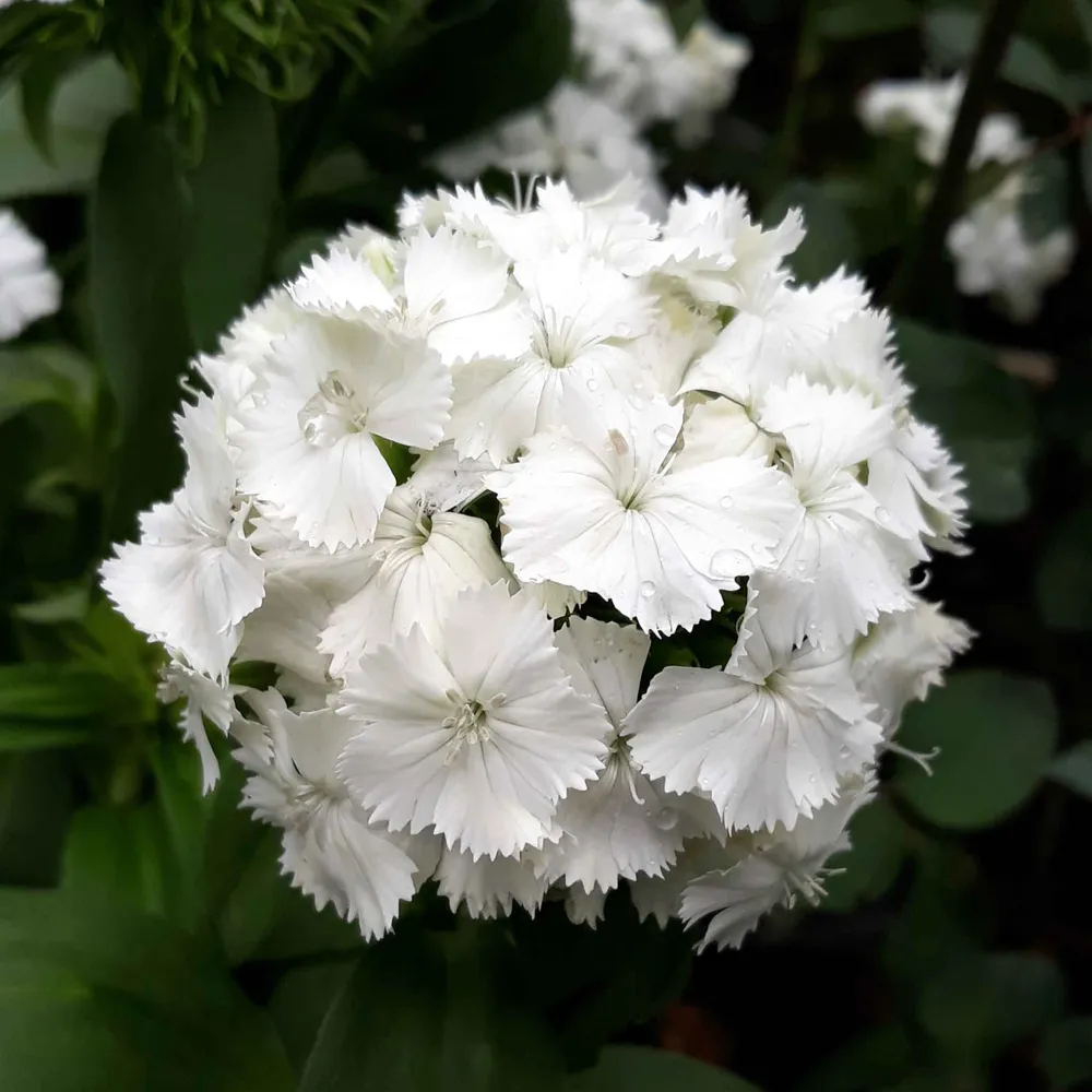 VEGSOW Sweet William Seeds - Albus (Dianthus barbatus)