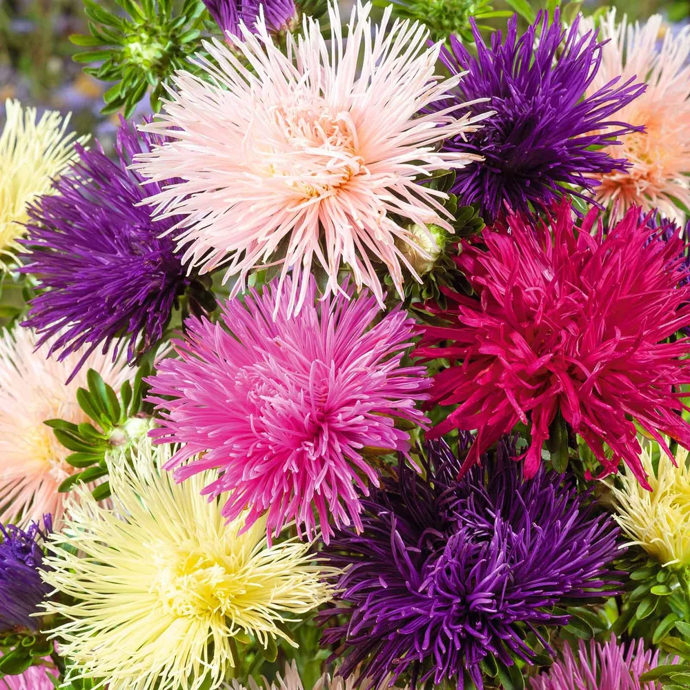 VEGSOW Aster Seeds (Needle) - Nova Mix