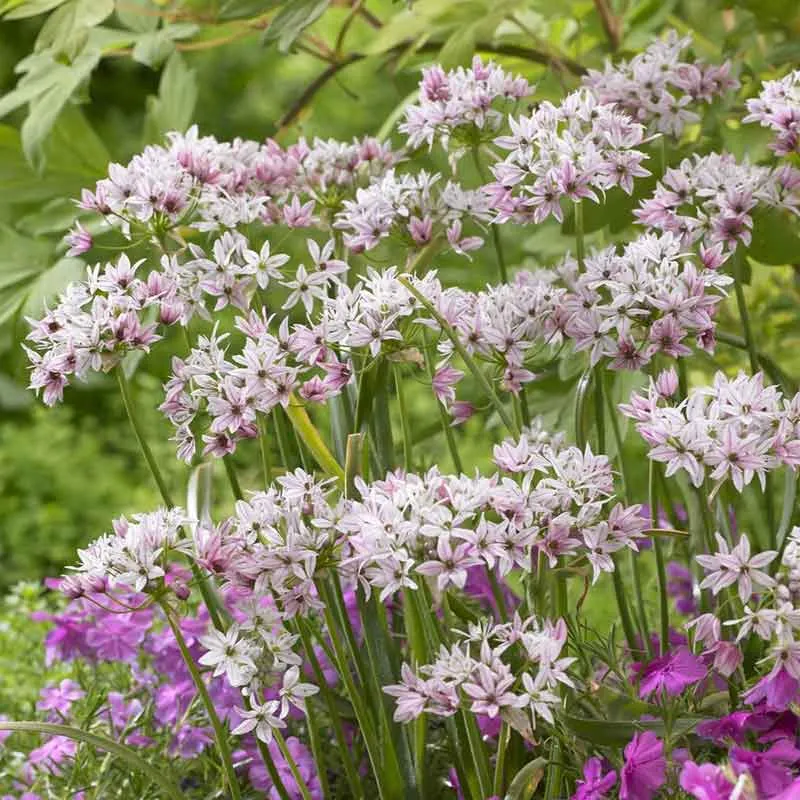 VEGSOW Cameleon Allium Bulbs - Perennial Ornamental Flower Bulbs