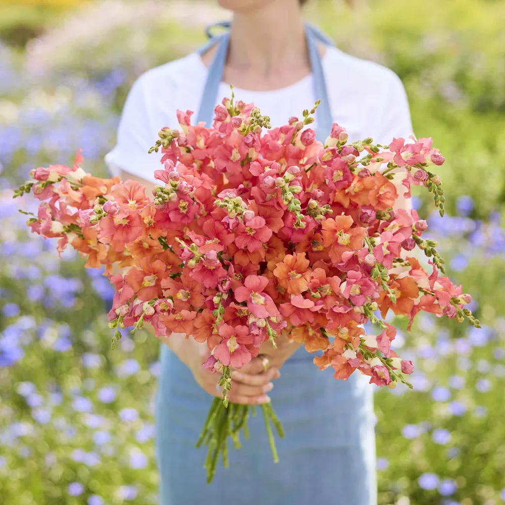 VEGSOW Snapdragon Seeds - Chantilly Bronze