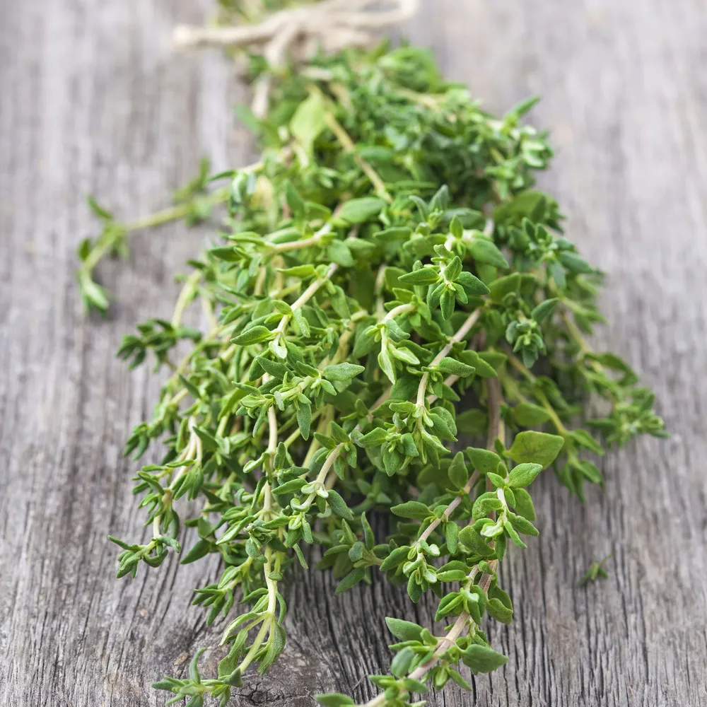 VEGSOW Thyme Seeds for Home Herb Gardening