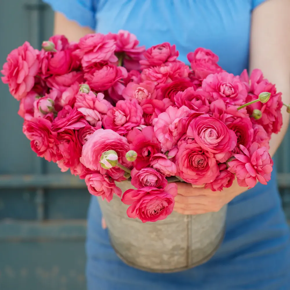 VEGSOW Ranunculus Bulbs - Bonbon Variety