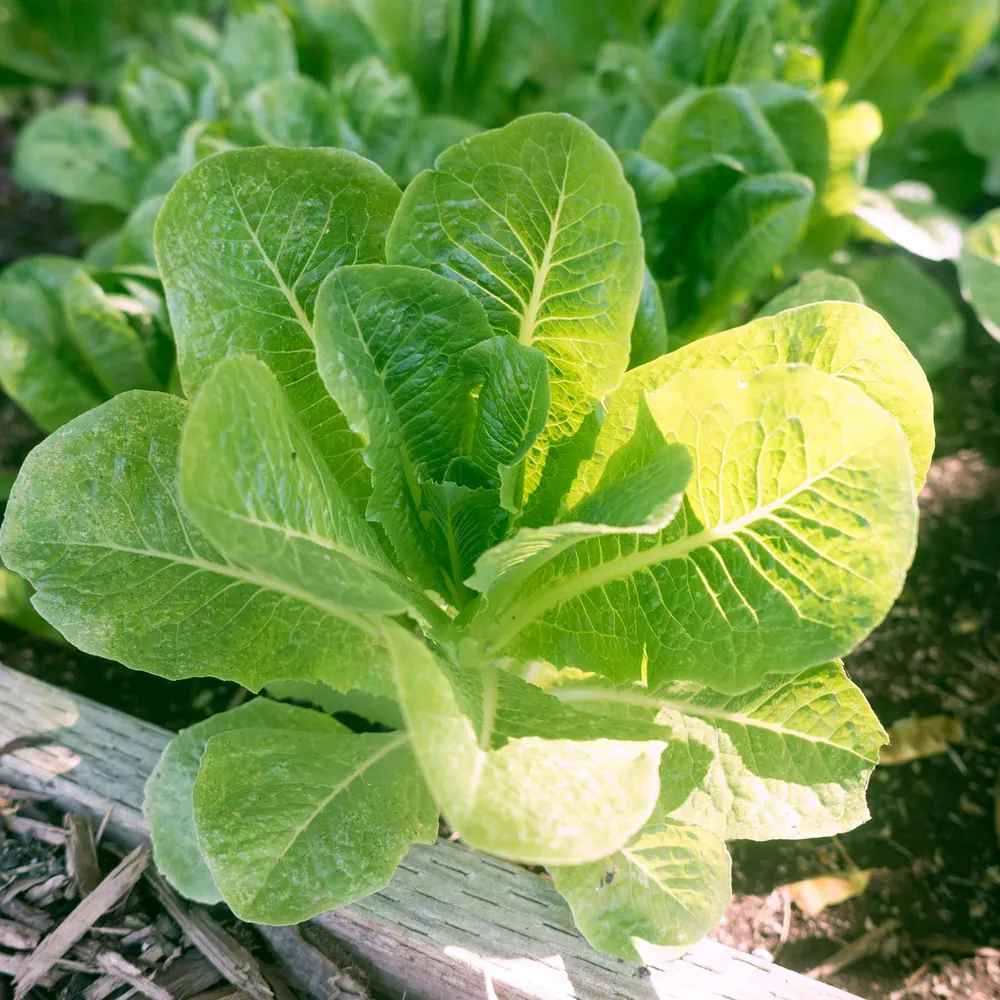 VEGSOW Organic Romaine Little Caesar Lettuce Seeds