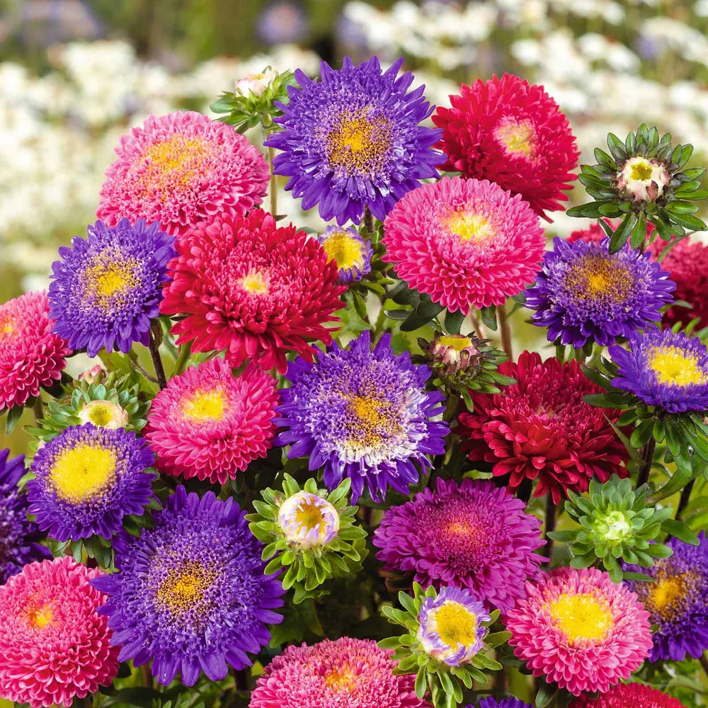 Aster Seeds (Pompon) - Rubens Mix