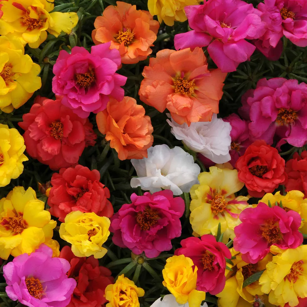 VEGSOW Moss Rose Seeds - Happy Hour Mix - Portulaca Grandiflora
