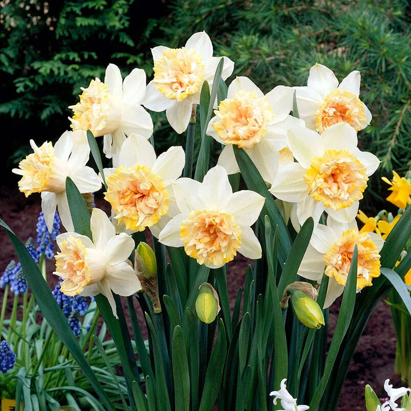 VEGSOW Double Daffodil Bulbs - Petit Four