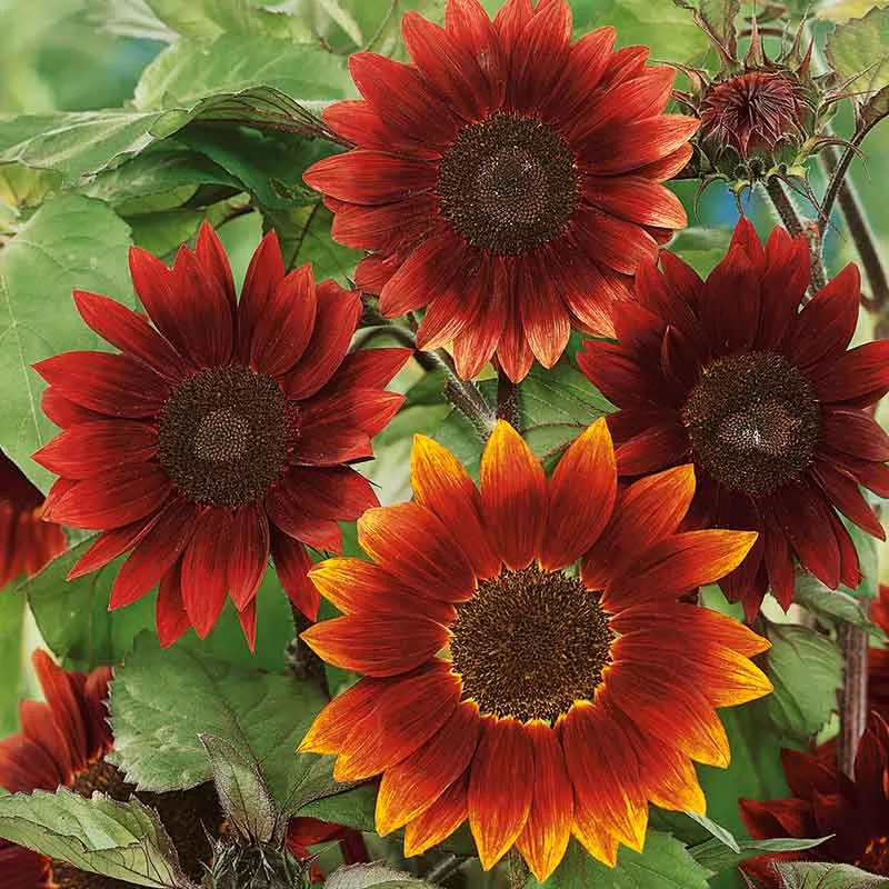 VEGSOW Sunflower Seeds - Moulin Rouge Heirloom Variety