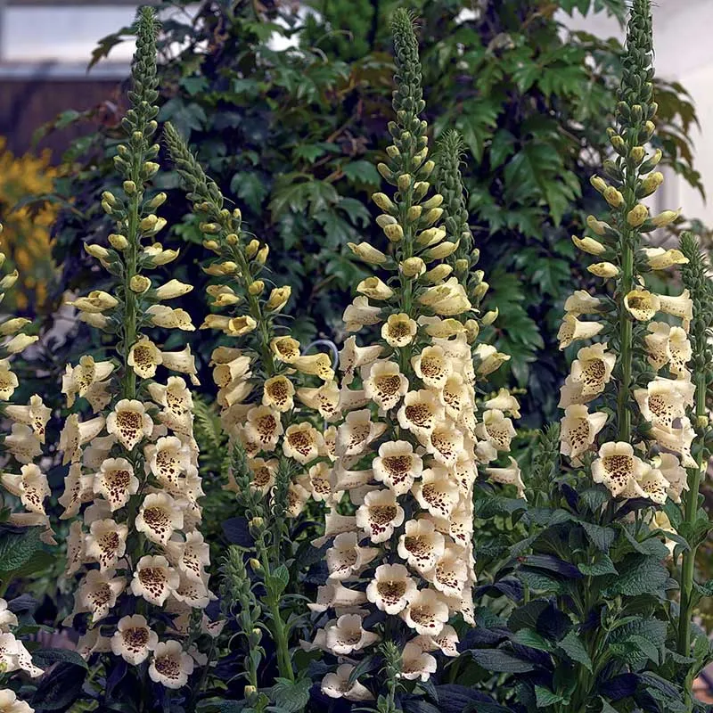 VEGSOW Camelot Cream Foxglove Seeds - Digitalis Purpurea Flower Seeds