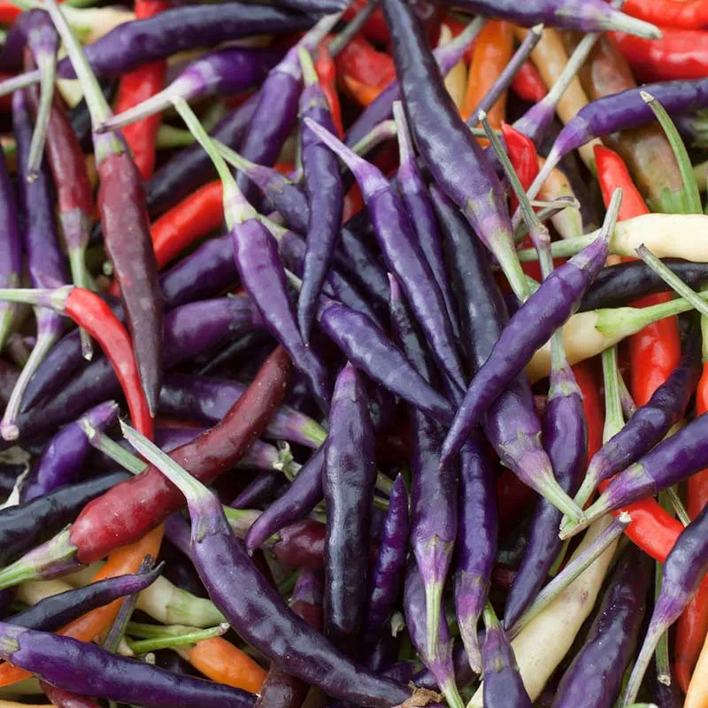 VEGSOW Cayenne Purple Pepper Seeds - Heirloom Hot Chili Seeds for Home Gardening