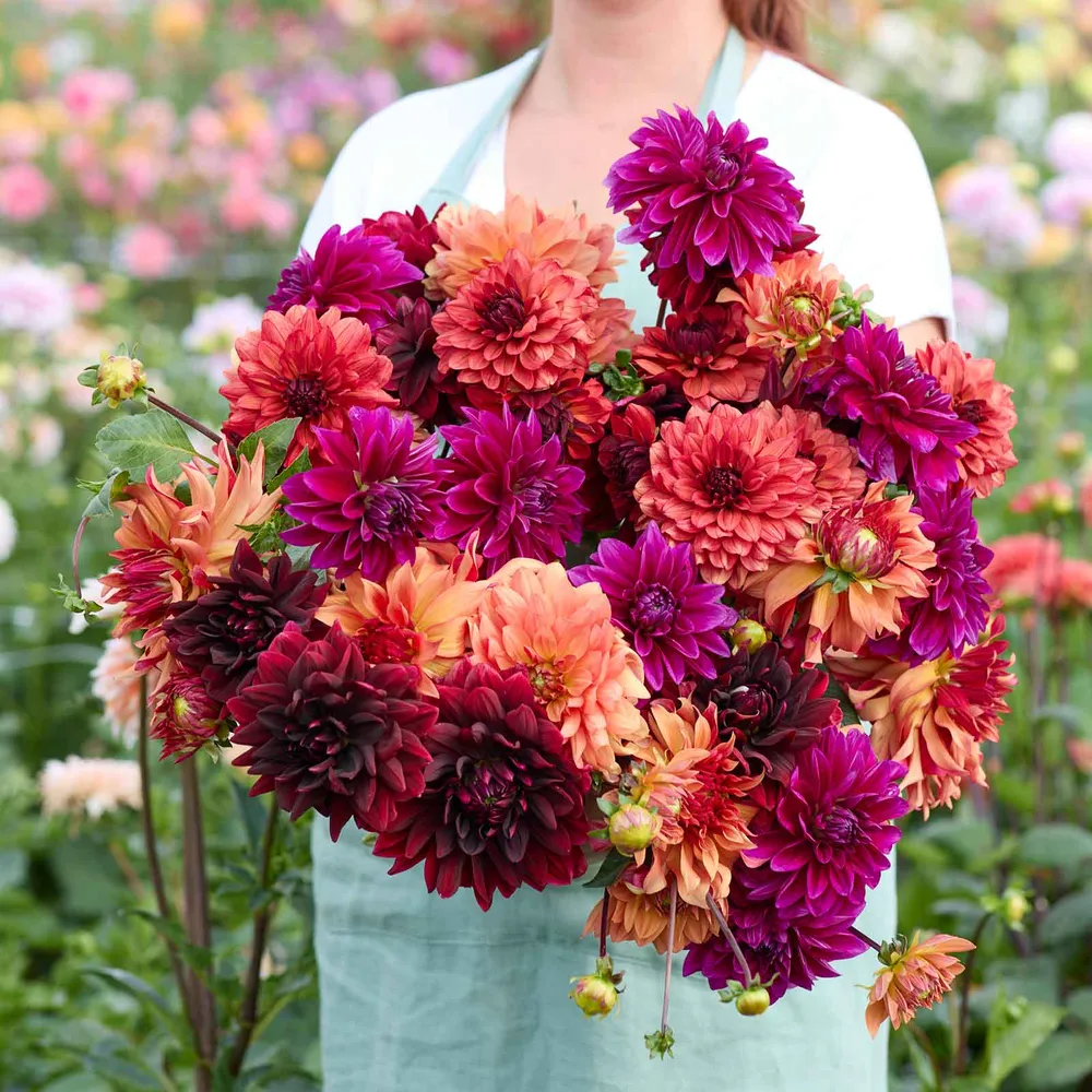 VEGSOW Dahlia Tubers - Chocolate & Wine Mix