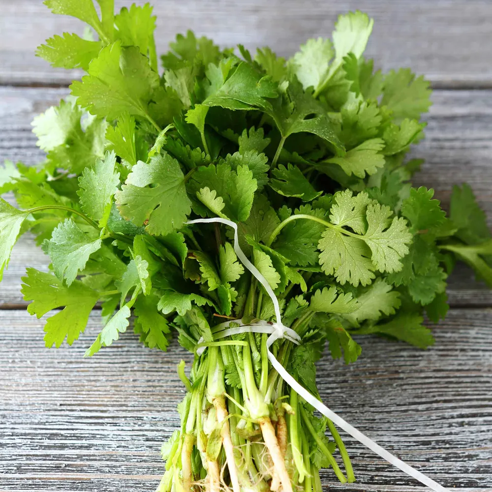 VEGSOW Cilantro Seeds for Planting - Coriander Herb Seeds for Indoor & Outdoor Gardening