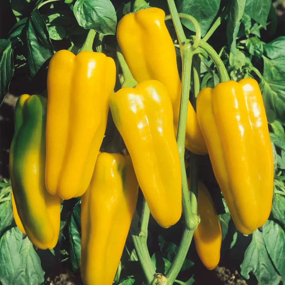 VEGSOW Golden Marconi Sweet Pepper Seeds - Heirloom Vegetable Seeds