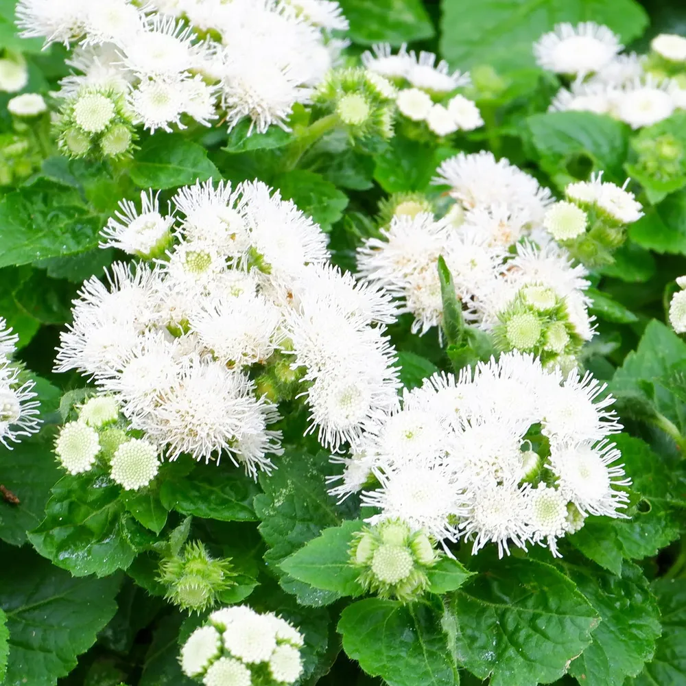 VEGSOW Ageratum Seeds - Dondo White