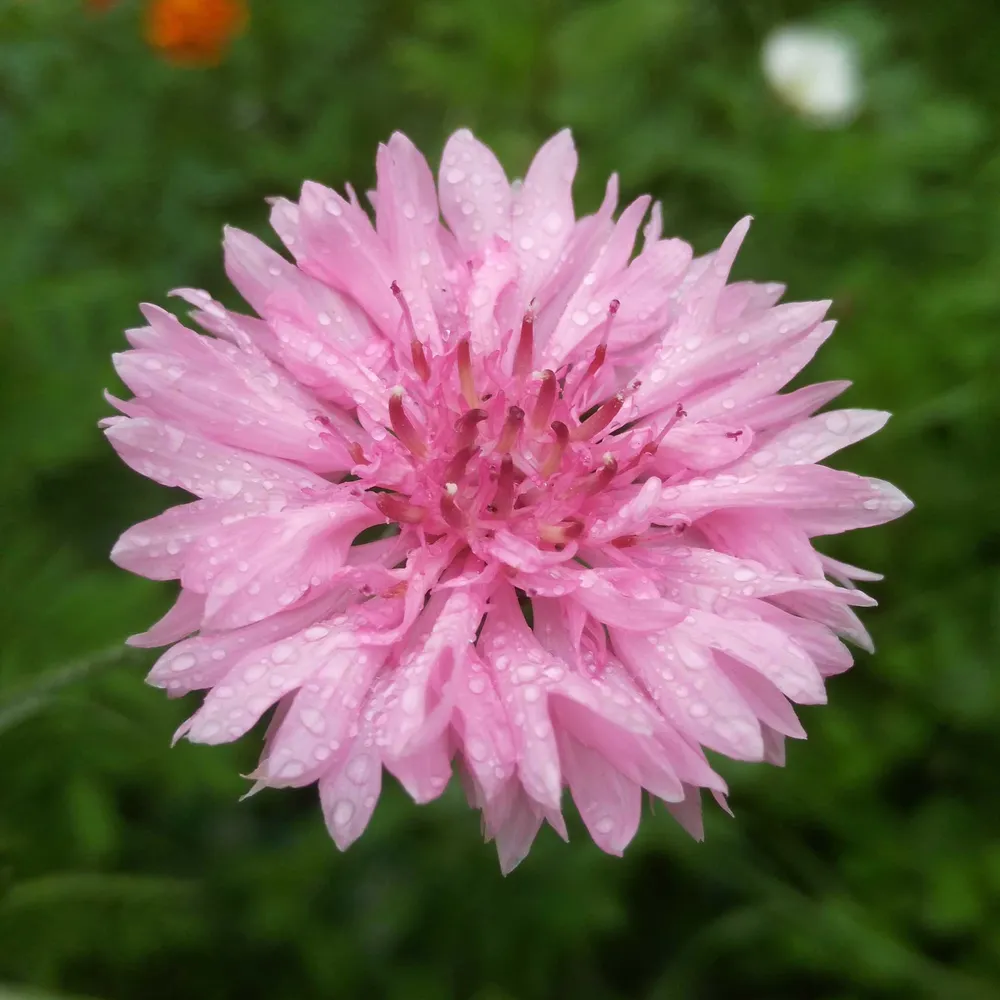 VEGSOW Cornflower / Bachelor Button Seeds - Tall Pink