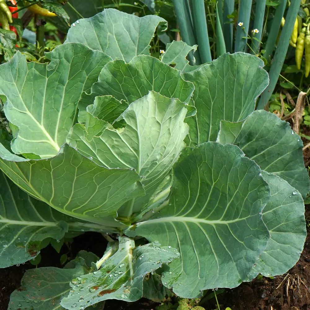 VEGSOW Morris Heading Collard Seeds - Heirloom Leafy Green Vegetable Seeds