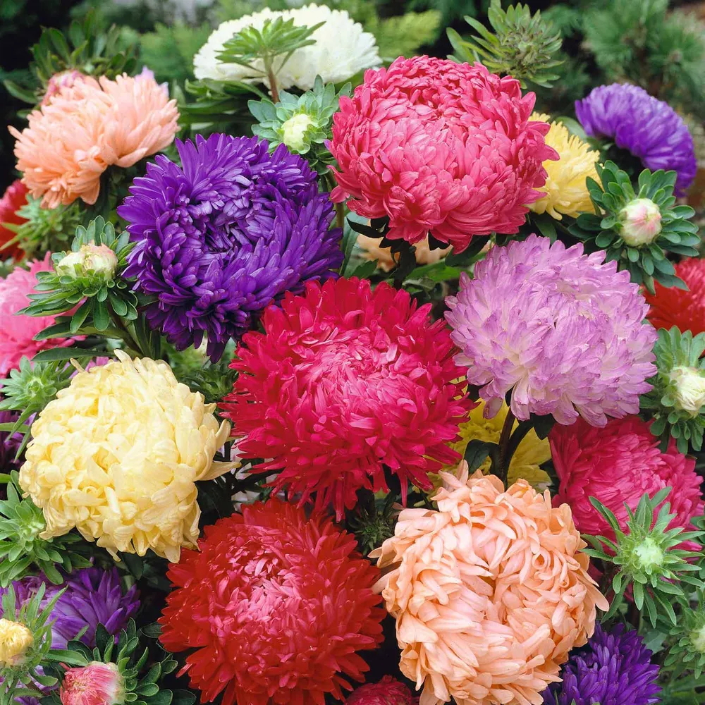 VEGSOW Peony Duchess Aster Seeds - Mixed Flower Variety