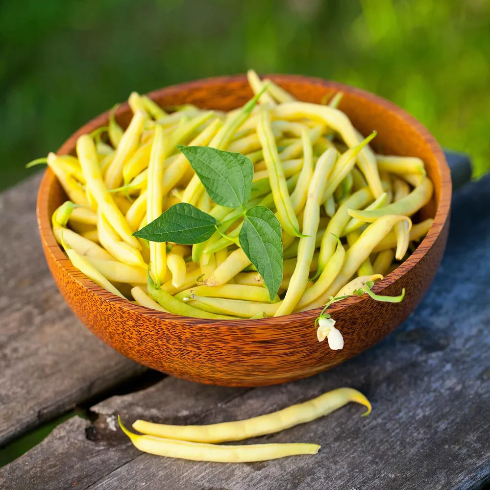 VEGSOW Golden Wax Bush Bean Seeds - Reliable Heirloom Variety