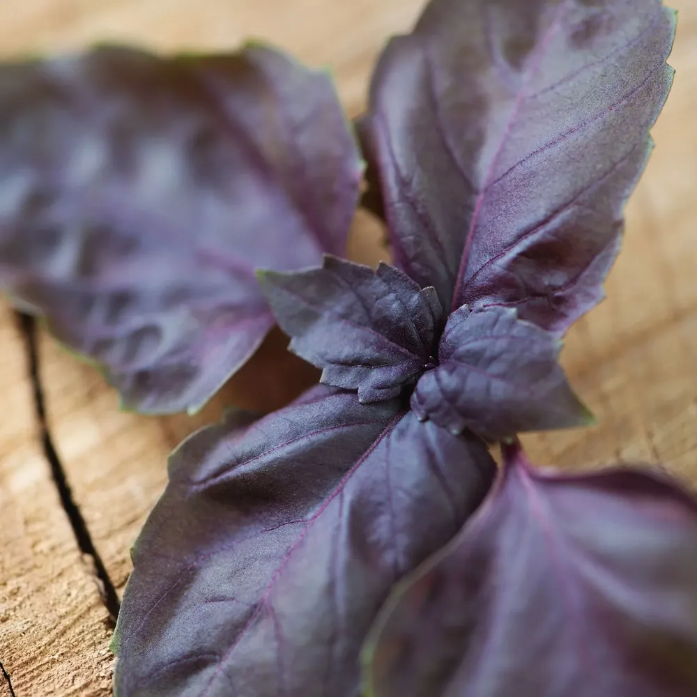 VEGSOW Purple Basil Seeds - Heirloom Herb Seeds for Home Gardening