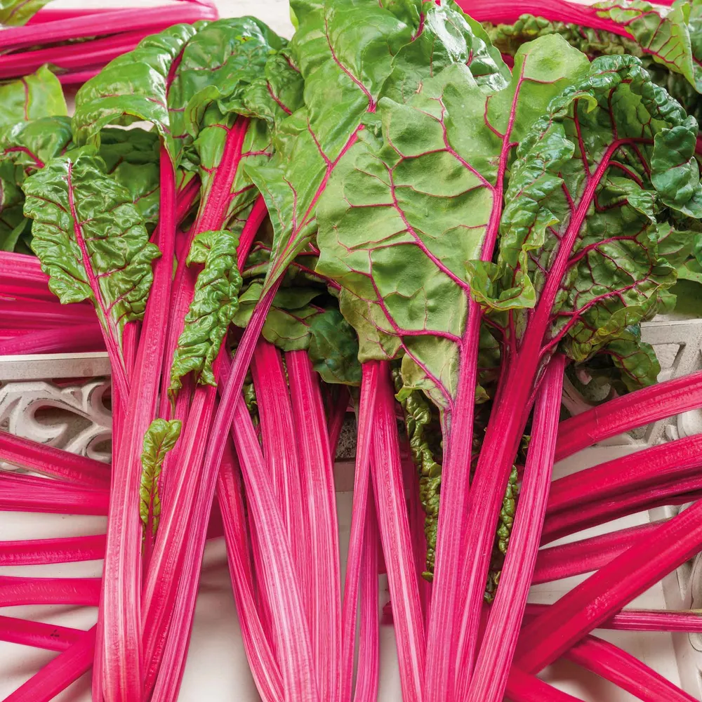 VEGSOW Pink Lipstick Swiss Chard Seeds - Heirloom Vegetable Gardening Seeds