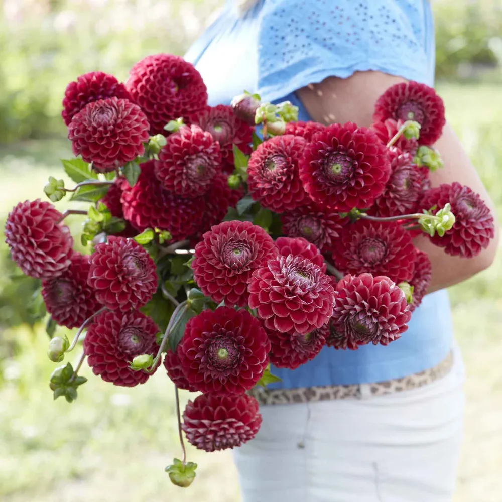 VEGSOW Cornel Ball Dahlia Tubers - Decorative Red Flower Bulbs