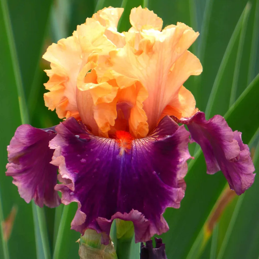 VEGSOW Bearded Iris Bulbs - Rasputin Deep Purple Perennial Rhizomes