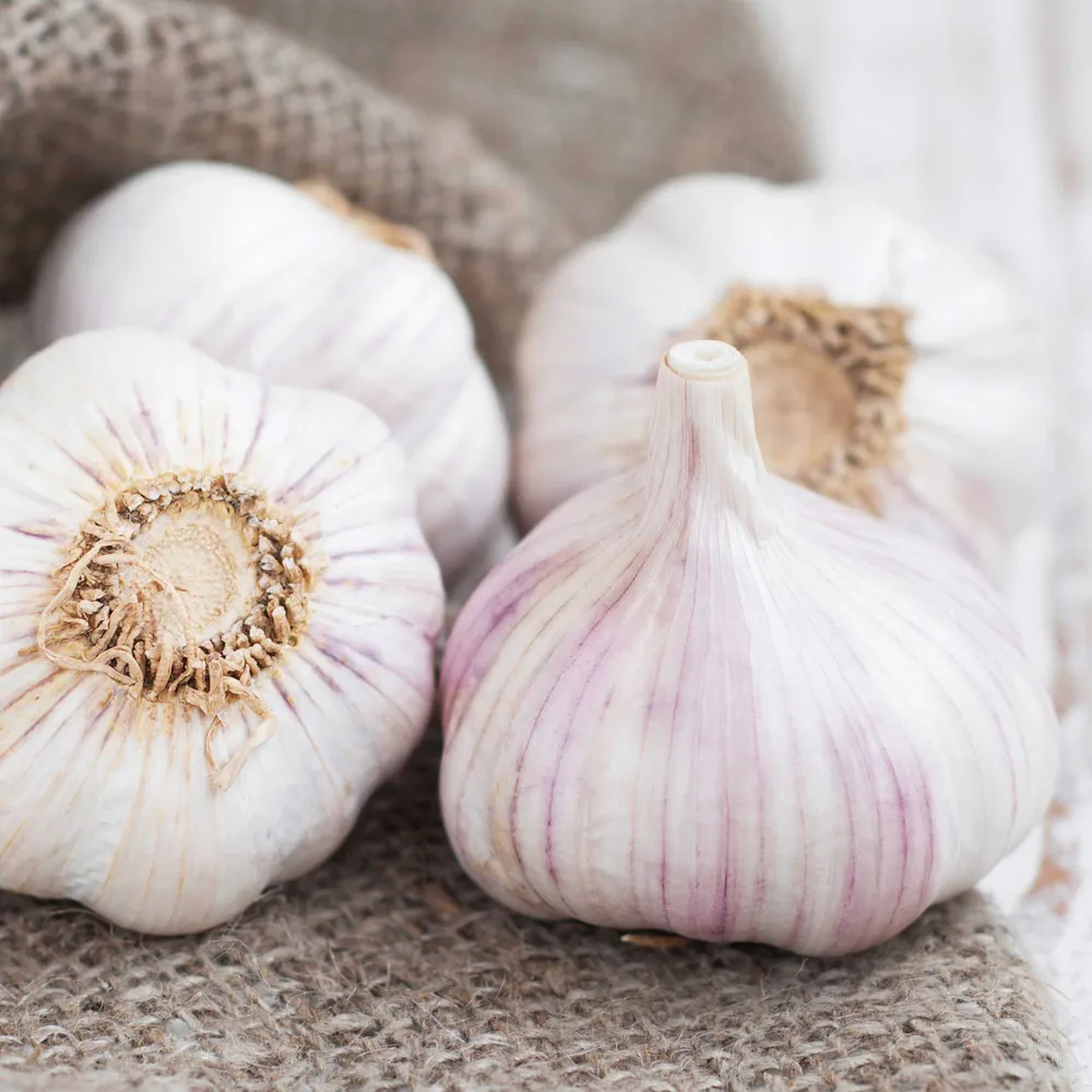 VEGSOW Messidor Softneck Garlic Bulbs - High-Yield Planting Seeds
