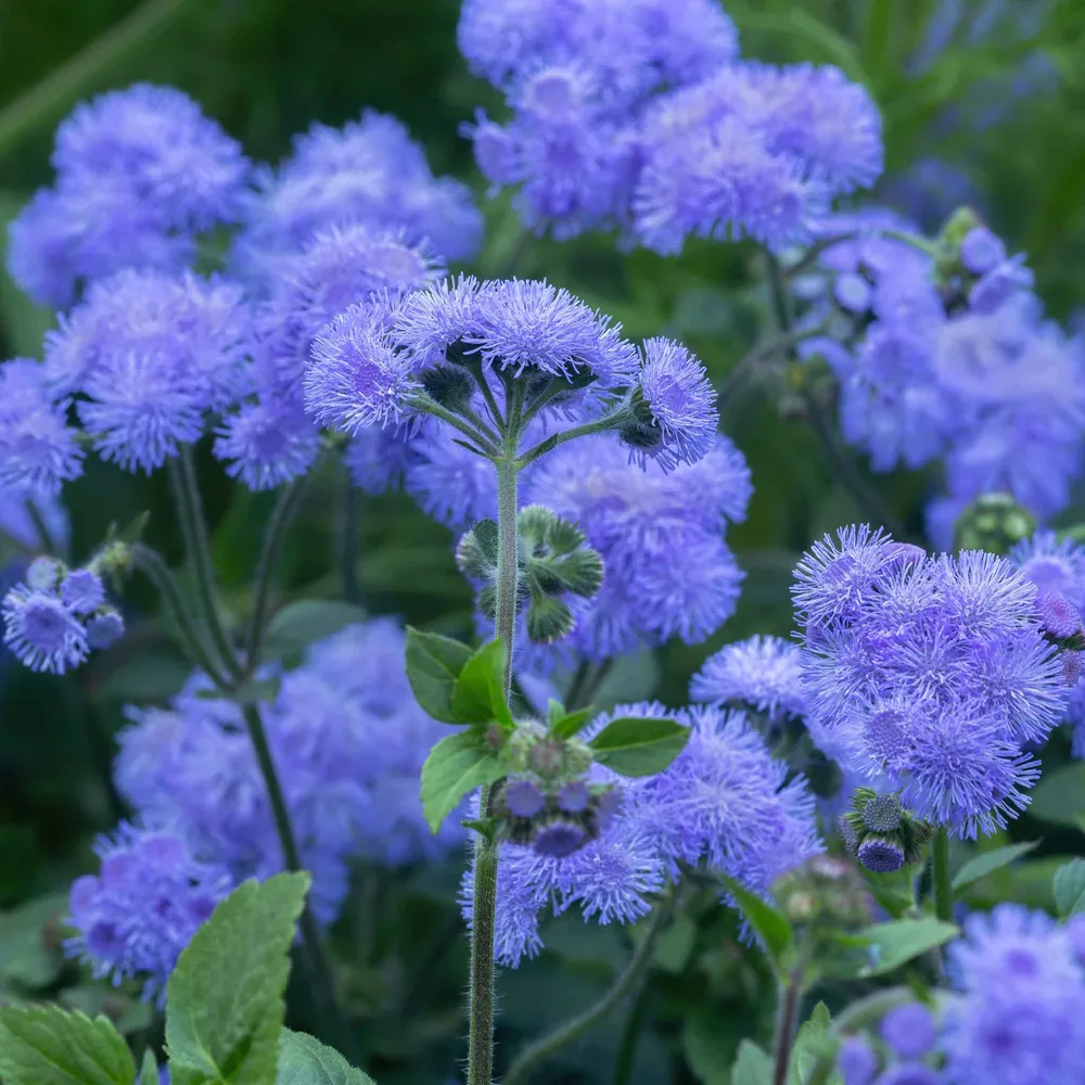 VEGSOW Ageratum Seeds - Dondo Blue
