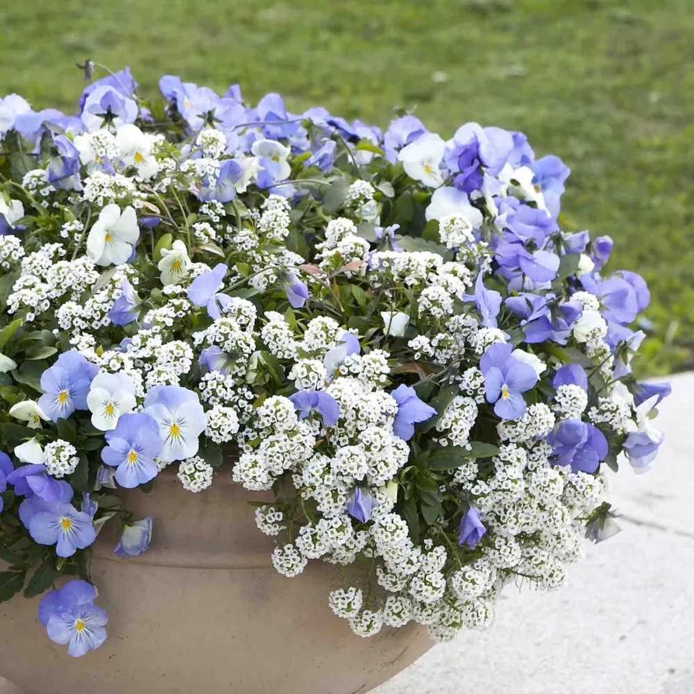 VEGSOW Alyssum Seeds - Snowcloth White Flowering Ground Cover
