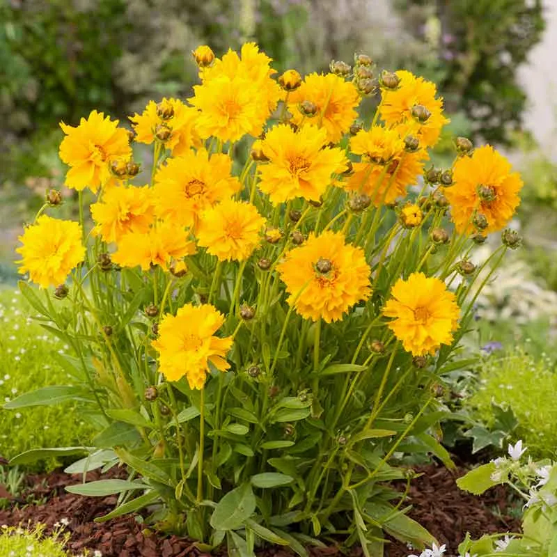 VEGSOW Lance-Leaf Coreopsis Seeds - Sunburst