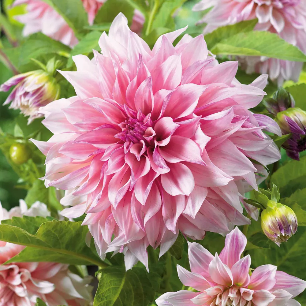 VEGSOW Cafe Au Lait Royal Dinnerplate Dahlia Tubers
