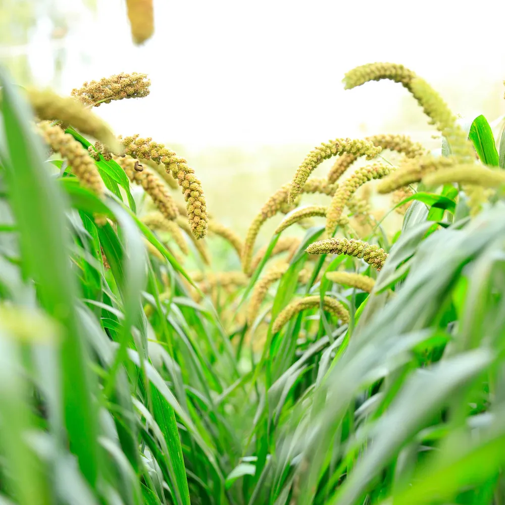 VEGSOW Foxtail Millet Seeds for Wheatgrass and Microgreen Cultivation