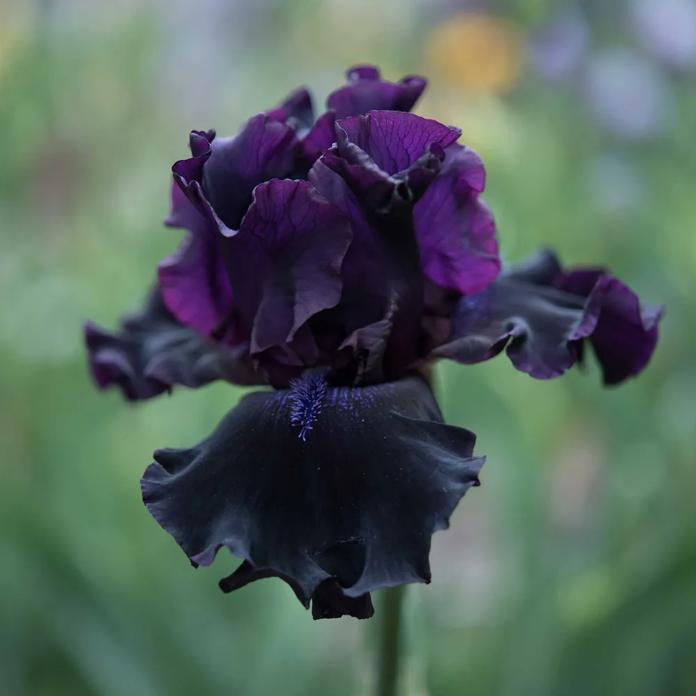 VEGSOW Superstition Bearded Iris Bulbs - Deep Purple Perennial Rhizomes