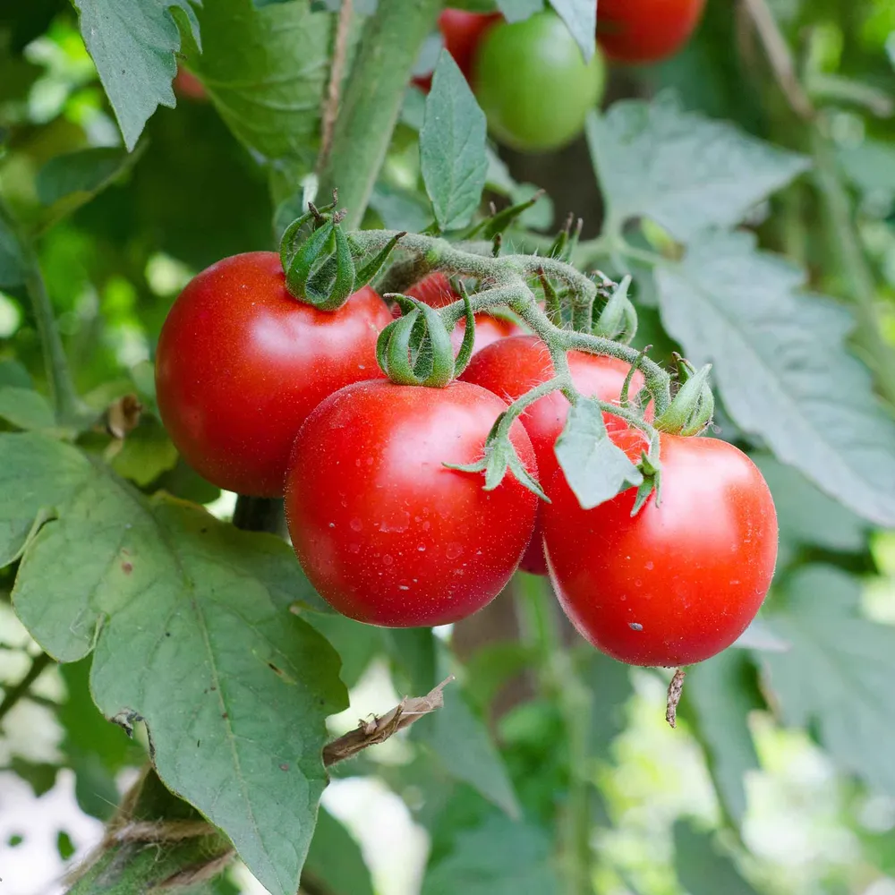 VEGSOW Large Red Cherry Tomato Seeds - High Germination Heirloom Variety