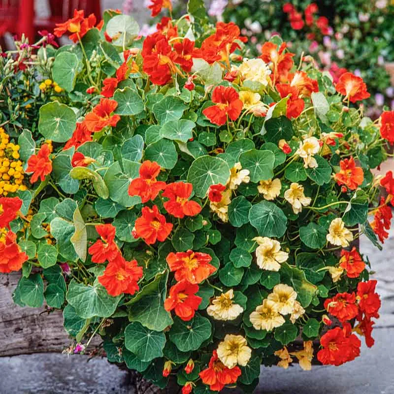 VEGSOW Nasturtium Seeds (Dwarf) - Tom Thumb Mix