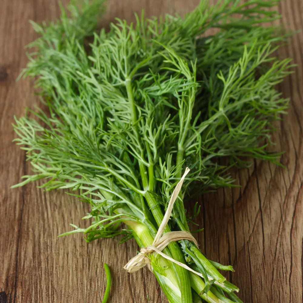 VEGSOW Bouquet Dill Seeds - Common Heirloom Variety for Herb Gardening