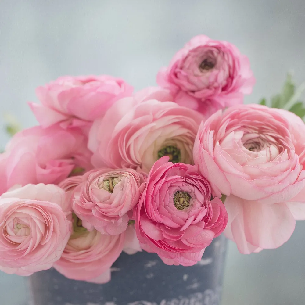 VEGSOW Marshmallow Ranunculus Bulbs - Premium Spring Flowering Bulbs
