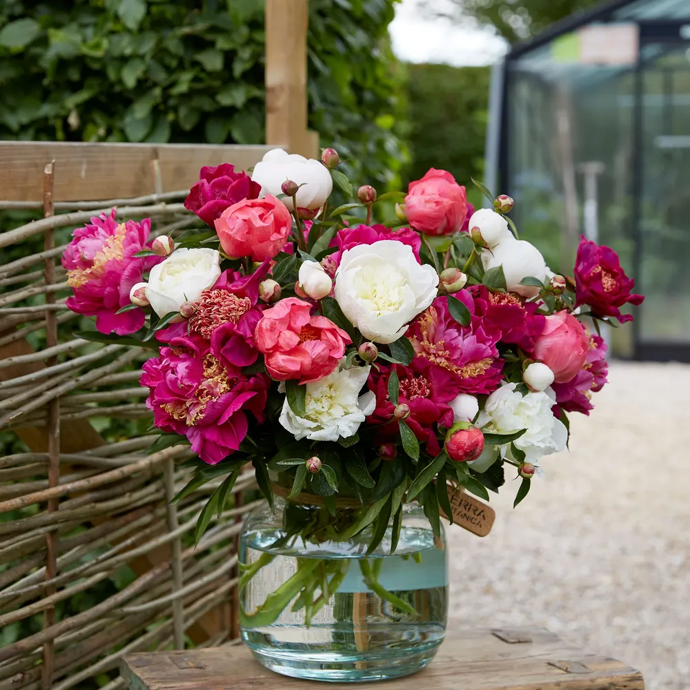 VEGSOW Peony Roots - Pink & White Mix