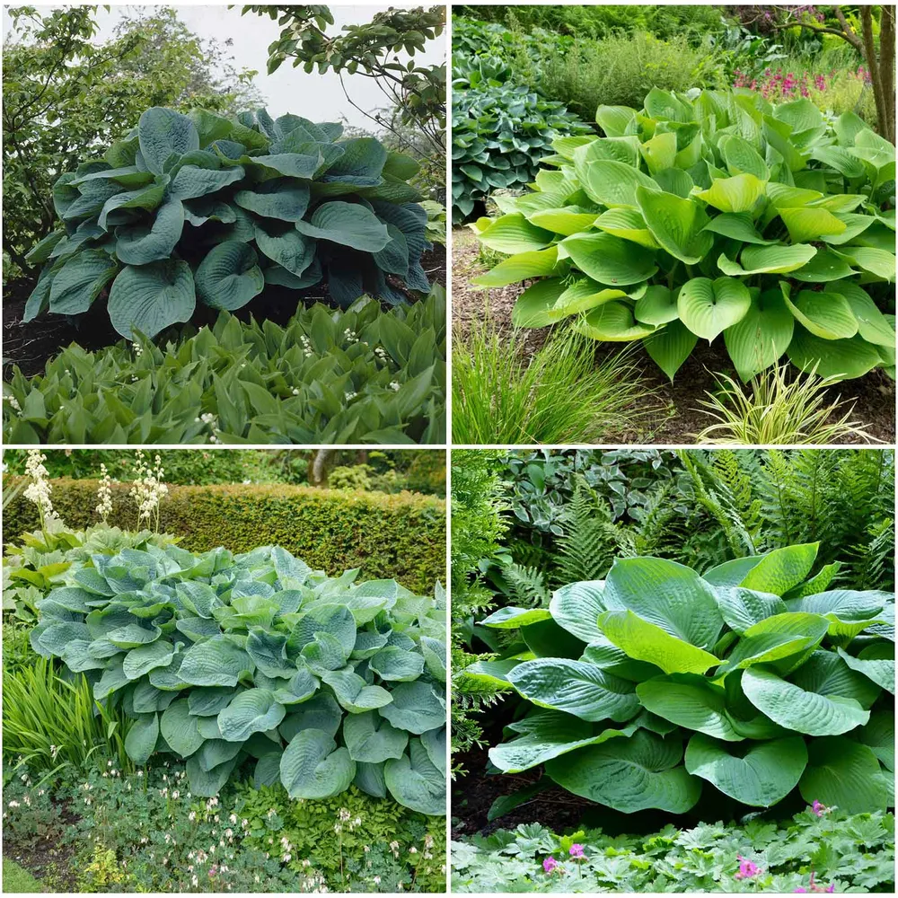 VEGSOW Giant Hosta Roots - Hardy Perennial Shade Garden Mix