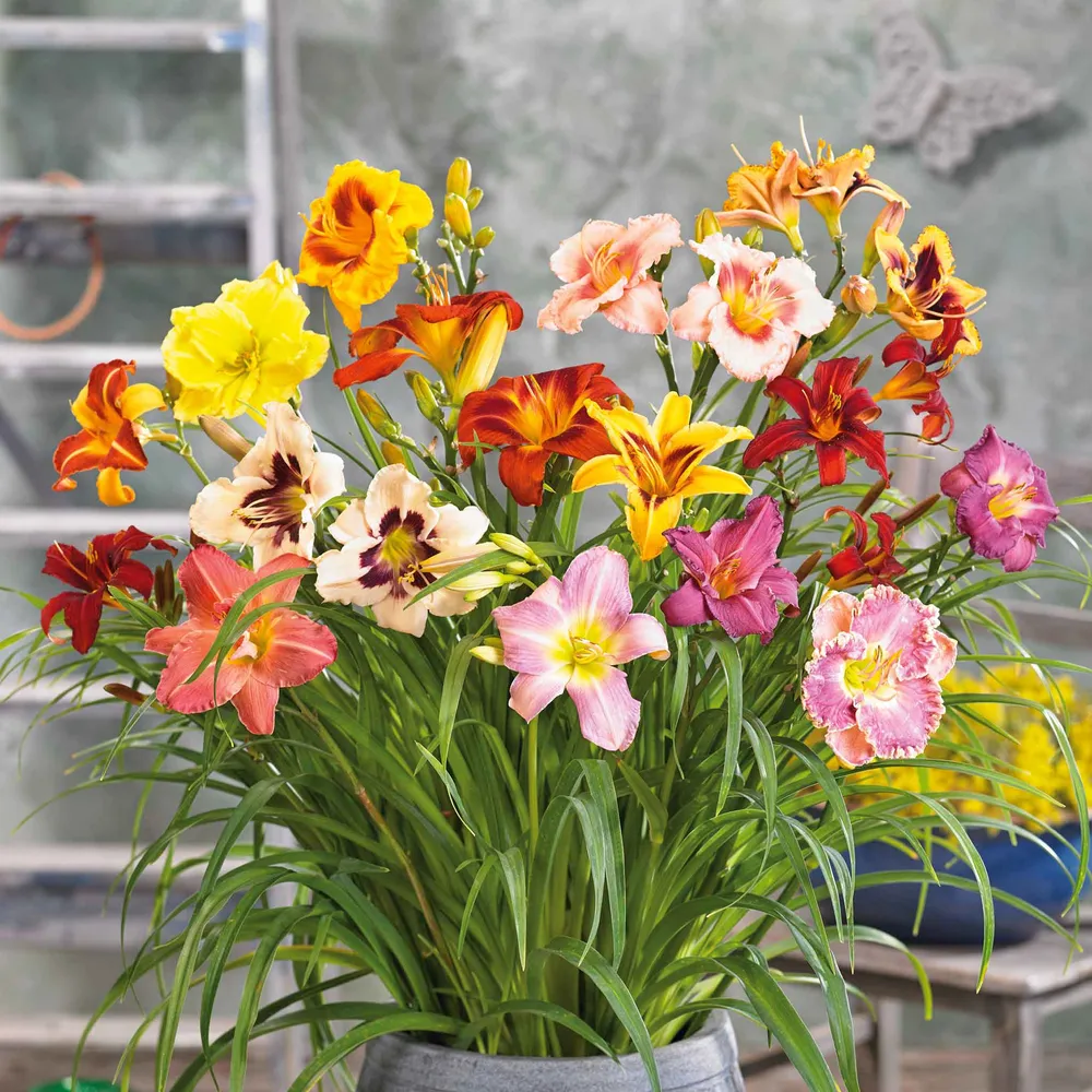 Daylily Roots - Happy Mix Perennial Garden Flower Starter