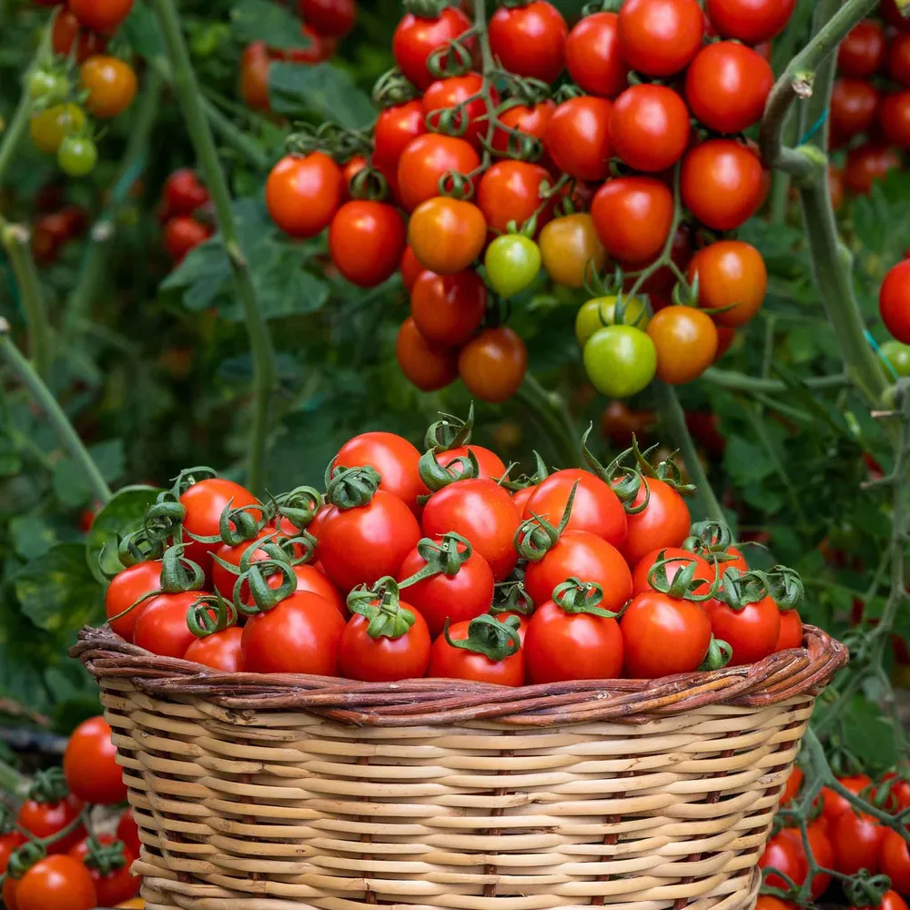 VEGSOW Sweetie Tomato Seeds - Heirloom Cherry Tomato Variety