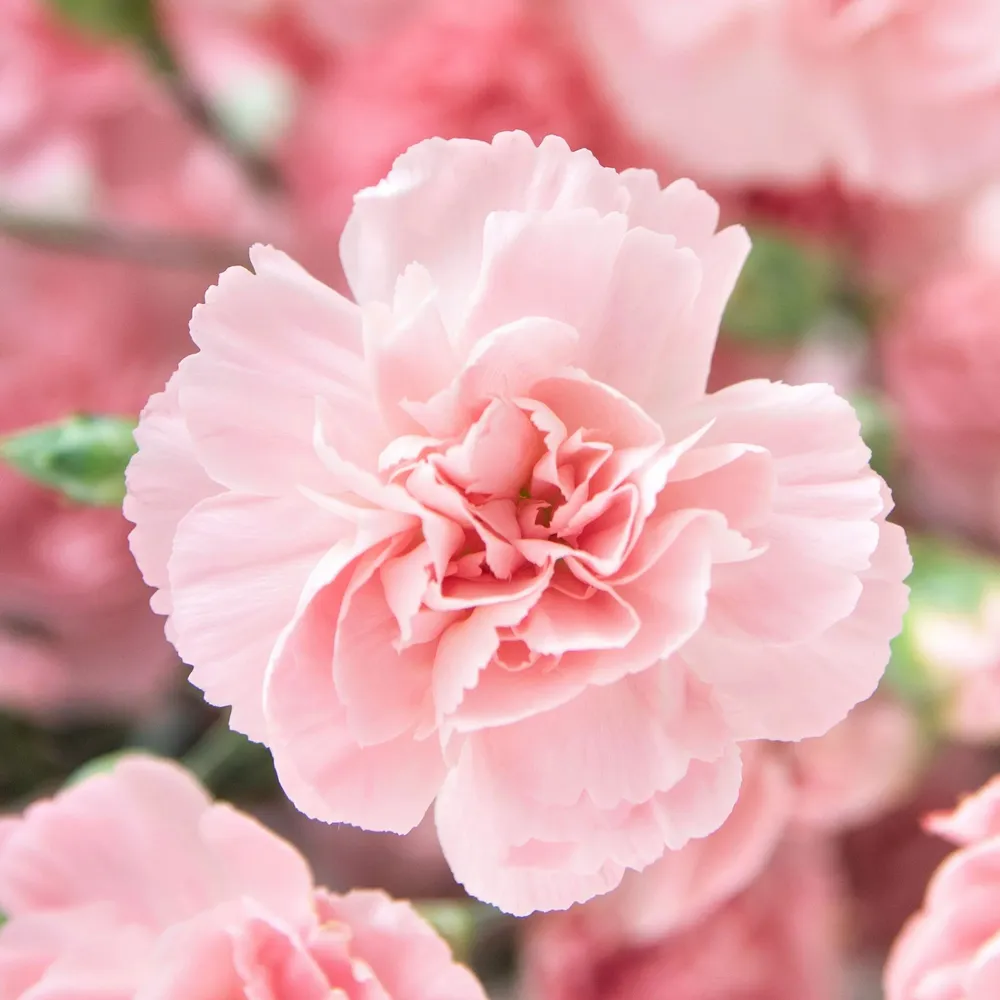 VEGSOW La France Carnation Seeds - Heirloom Flower Seeds
