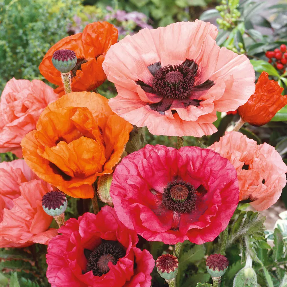 Oriental Poppy Seeds - Mixed Colors