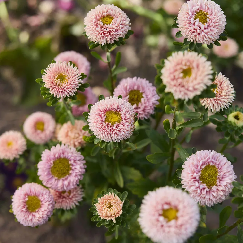 VEGSOW Matsumoto Apricot China Aster Seeds - Annual Flower Planting
