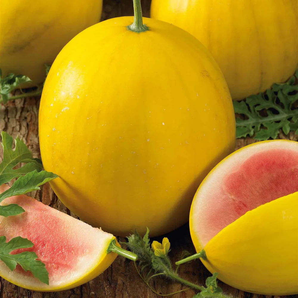 VEGSOW Golden Midget Watermelon Seeds - Early Maturing Heirloom Variety